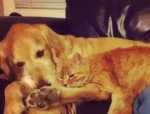 金毛犬和橙猫的友谊：跨越物种的八年陪伴，令人动容