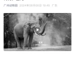 再见，宝龙！48 岁亚洲象宝龙离世，它陪伴了数代广州街坊成长