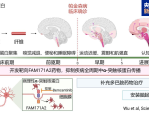 复旦大学华山医院研究团队首次发现帕金森病关键致病蛋白传播机制