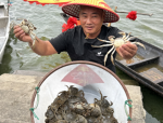 当涂螃蟹：蟹王闹金秋，中华三只蟹之一，生态养殖模式全国推广