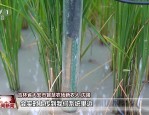90 后新农人利用智能排灌系统和物联网大数据，实现盐碱地水稻丰收