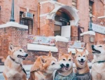 香港 WE5 柴犬天团：一家 5 只柴犬和主人的幸福生活