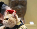 上海博物馆首创带猫看展，2000 多位观众与 200 只宠物猫一同走进金字塔之巅