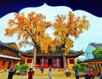 古树名木保护条例施行，看树与人的精彩故事