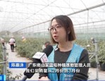广东佛山蓝莓抢先上市，现代化种植技术助力销量提升30%