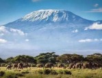 中国游客助力肯尼亚旅游业新飞跃，动物大迁徙成旅游名片