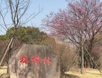 宝山区顾村公园早樱初绽，梅雪樱与钟花樱带来别样惊喜