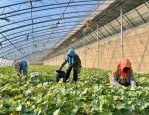 宁夏吴忠市冬闲变冬忙：大棚种植助力农民增收，西红柿与香瓜成新宠
