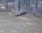 河南濮阳野生动物园斑马遭游客吓唬撞死？园方回应