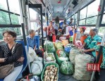 武汉卖菜公交引全网关注，变身菜农致富专线获赞