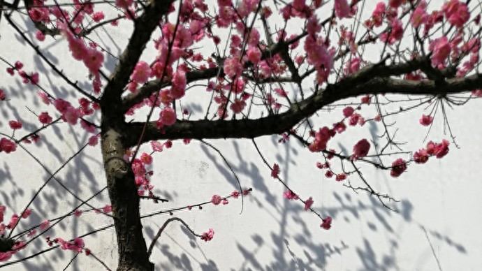 梅花庵观__梅花庵怎么读