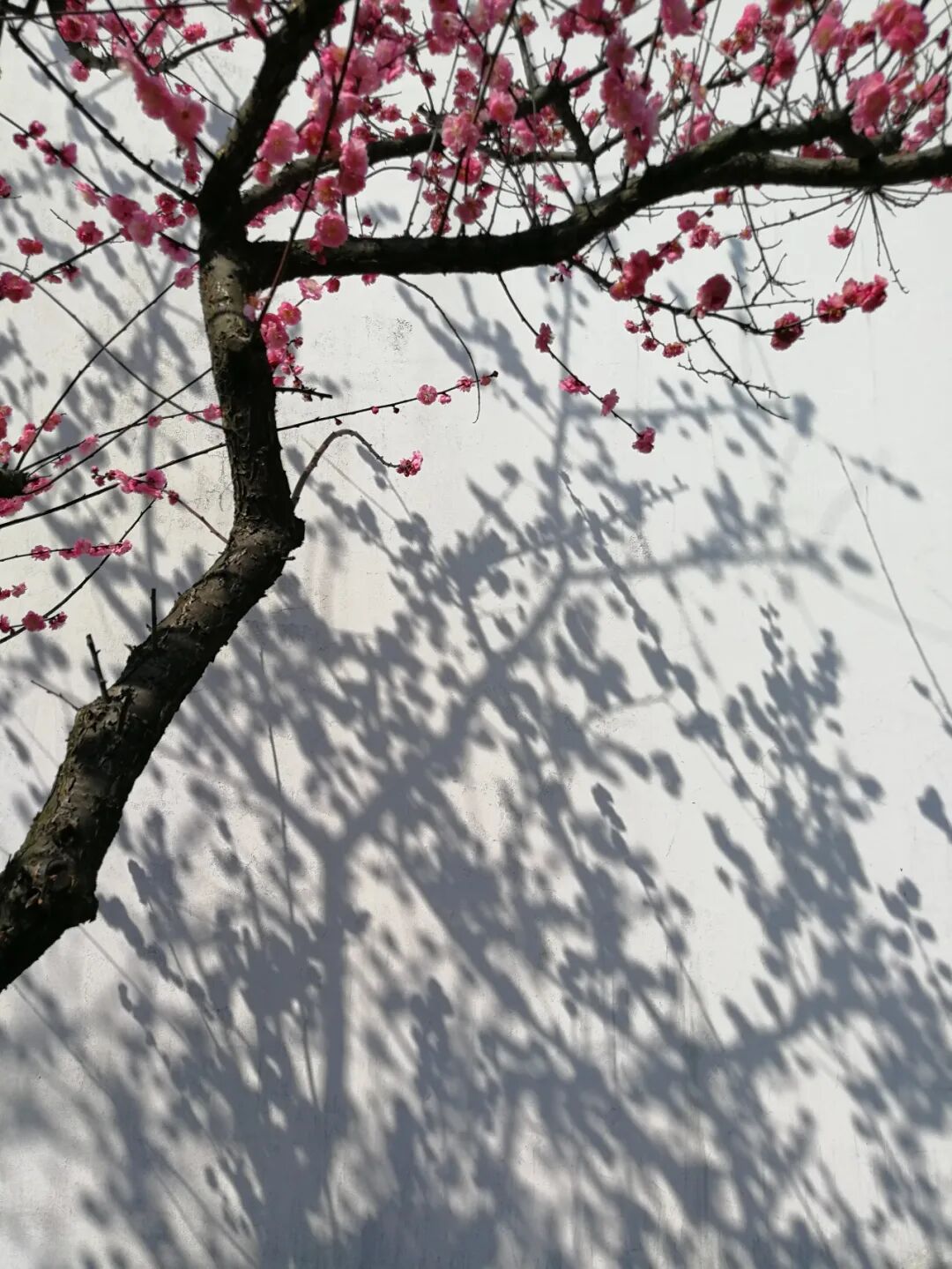 梅花庵观_梅花庵怎么读_