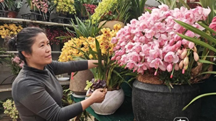 _马莲蹄花简介_马蹄莲花什么意思