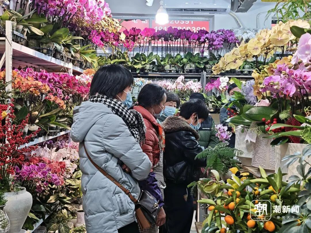 马莲蹄花简介_马蹄莲花什么意思_