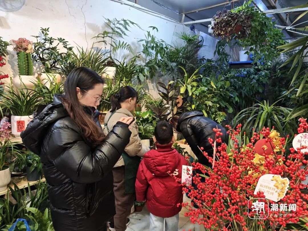 马莲蹄花简介_马蹄莲花什么意思_