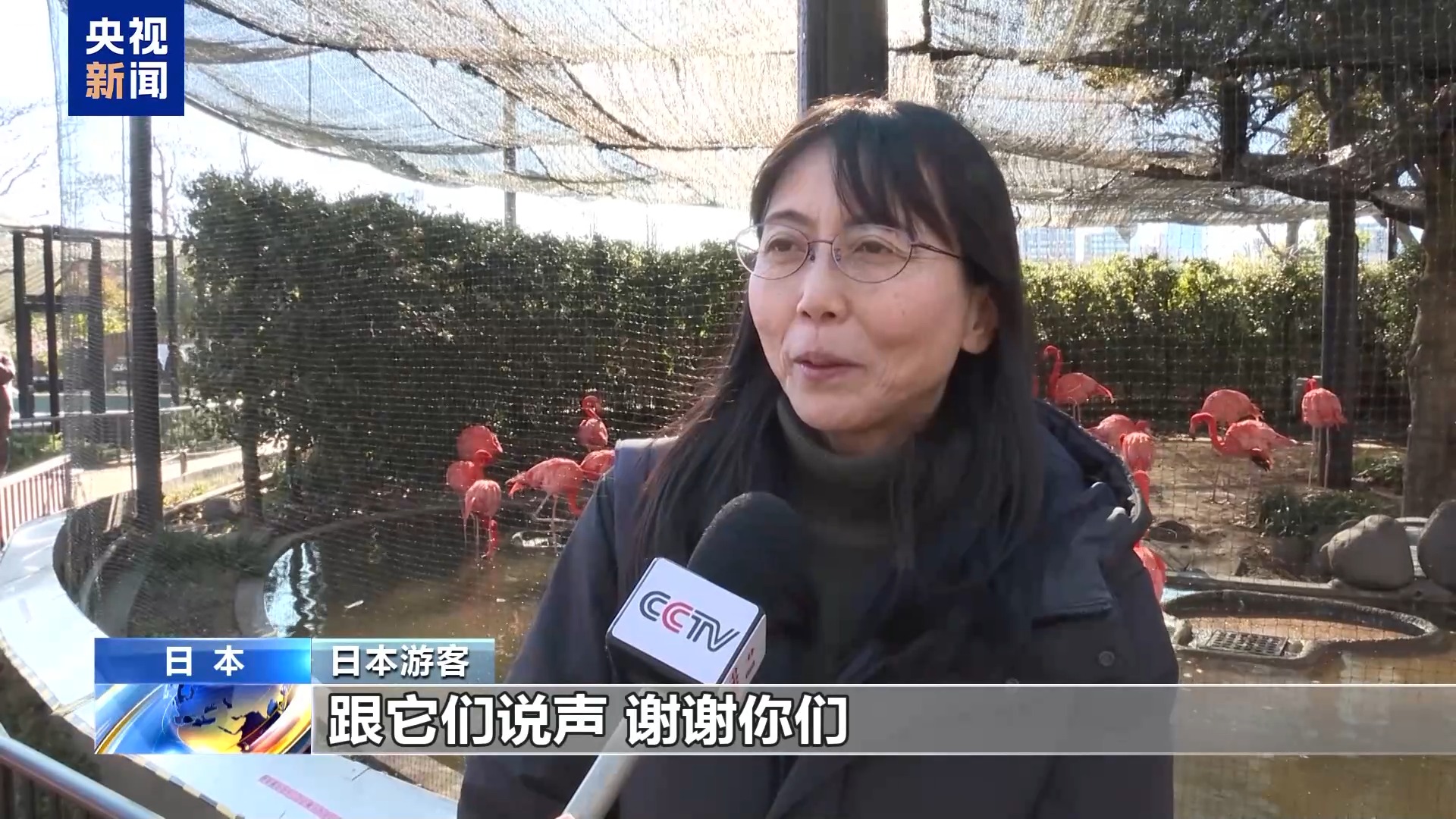 _外国人不愿意熊猫回国_大熊猫回国