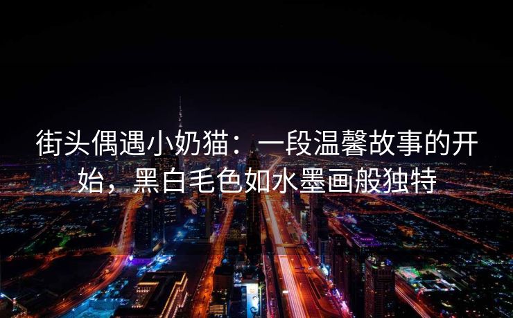 街头偶遇小奶猫：一段温馨故事的开始，黑白毛色如水墨画般独特