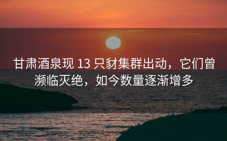 甘肃酒泉现 13 只豺集群出动，它们曾濒临灭绝，如今数量逐渐增多